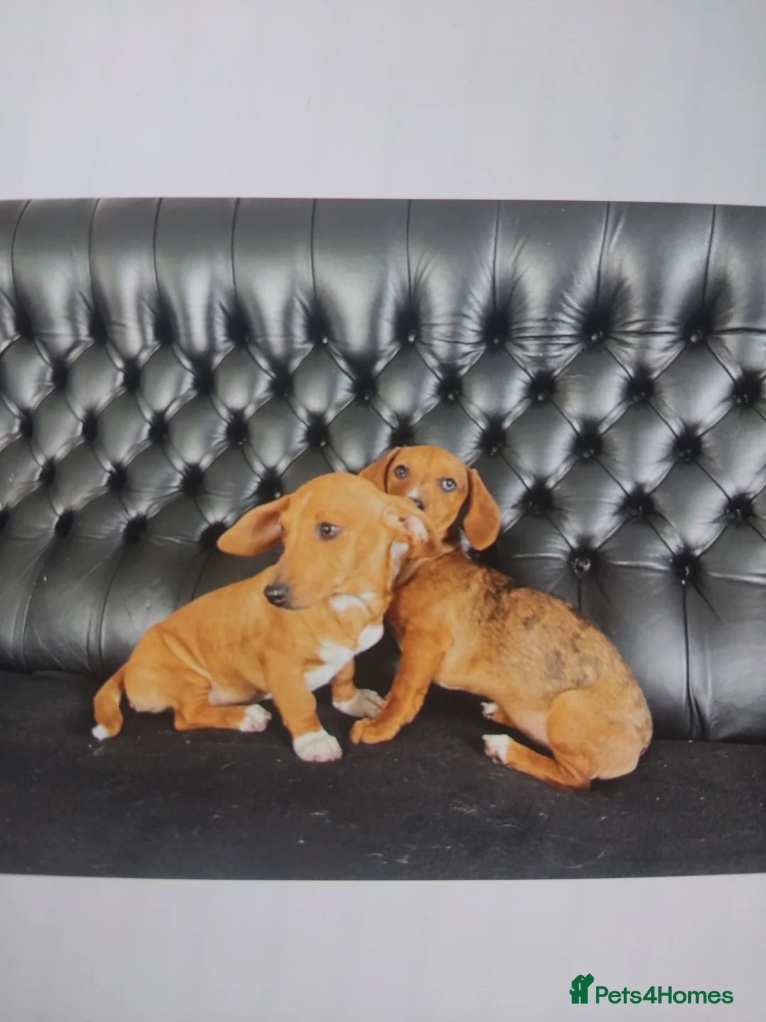 Mixed Breed dogs for sale: Miniature jack russel X Miniature dachshund  - Advert 2