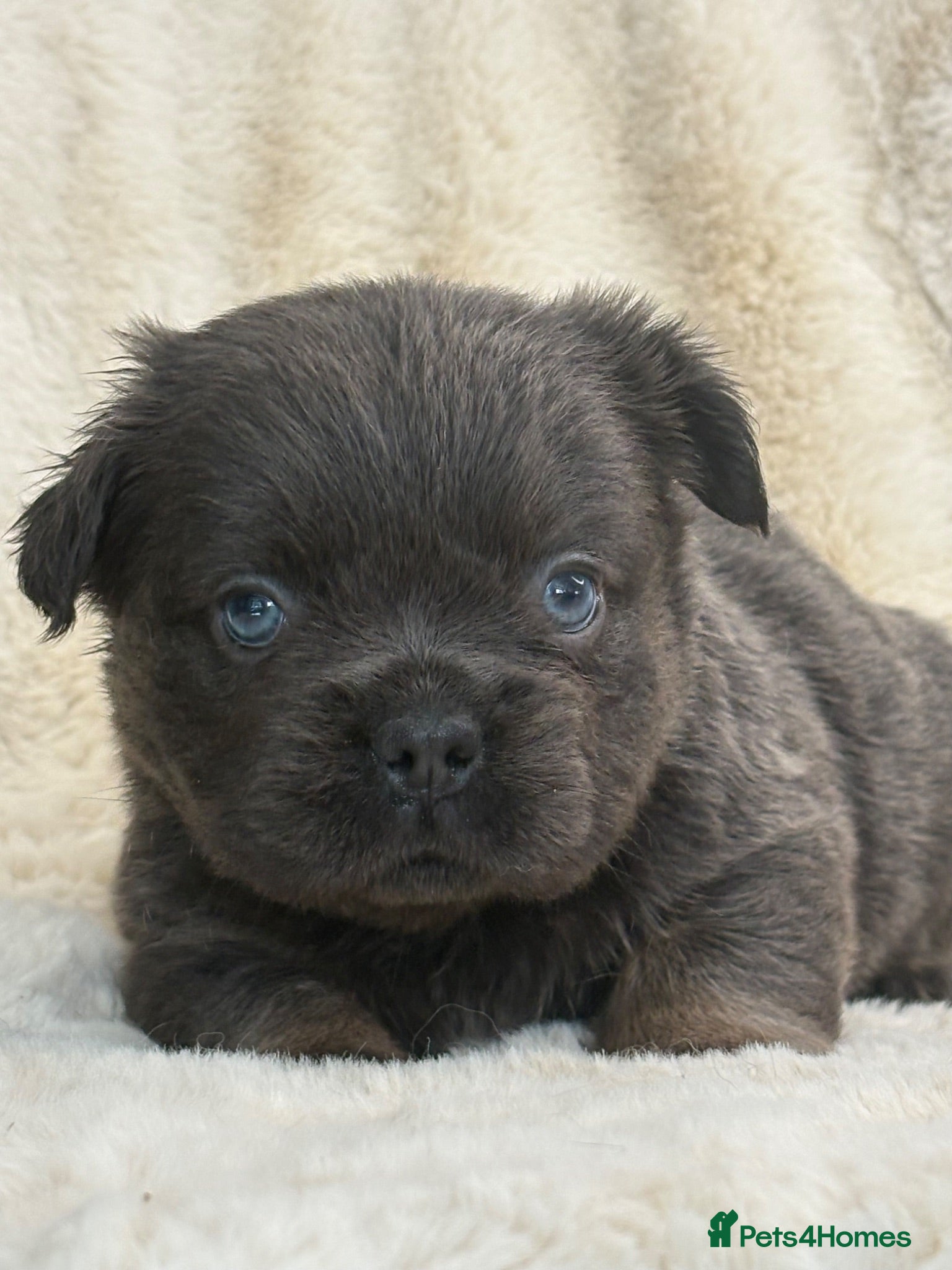French Bulldog dogs Top quality fluffy French bulldog puppies  - Advert 1