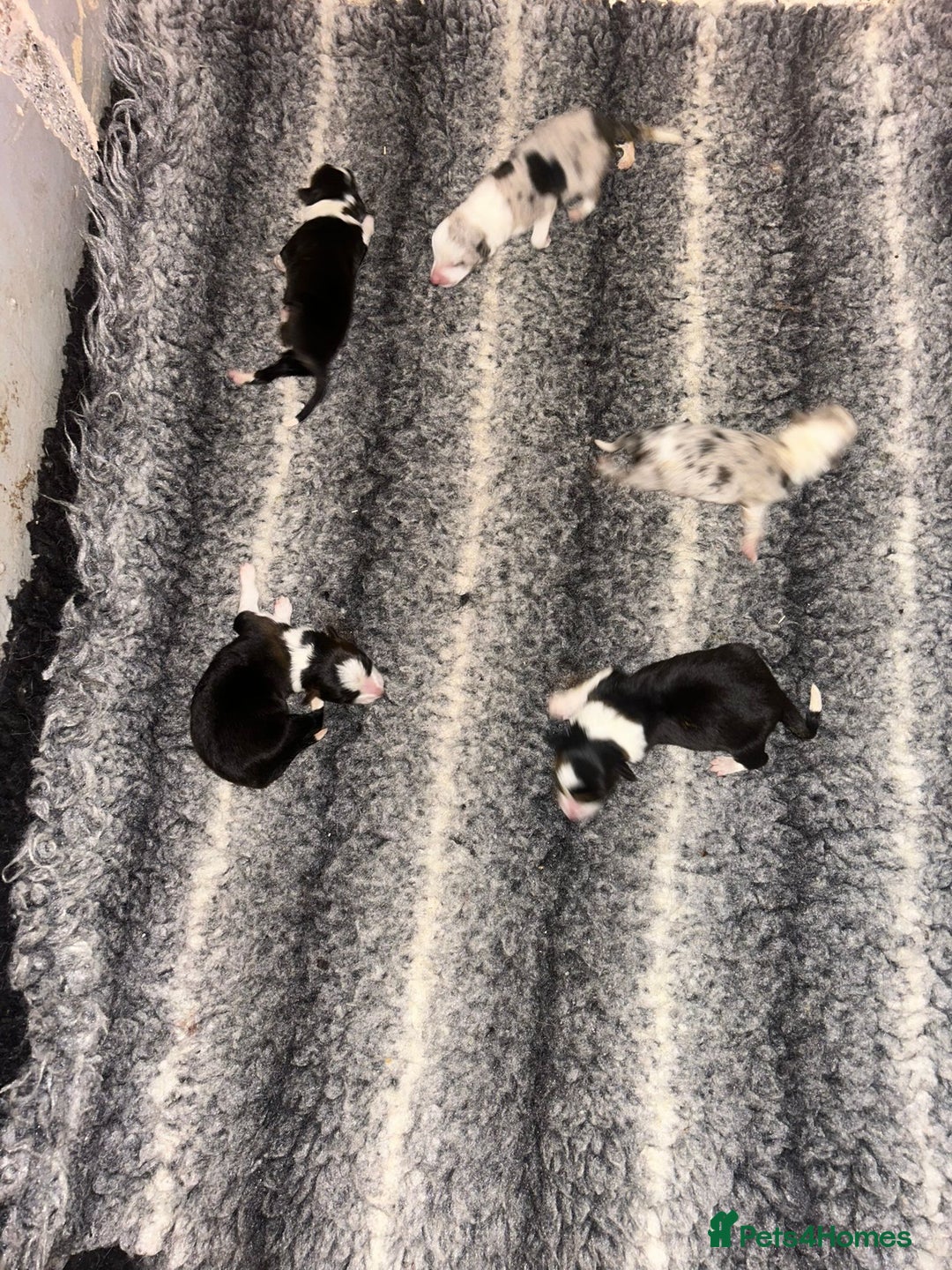 Border Collie dogs for sale: Collie Pups For Sale - Advert 7