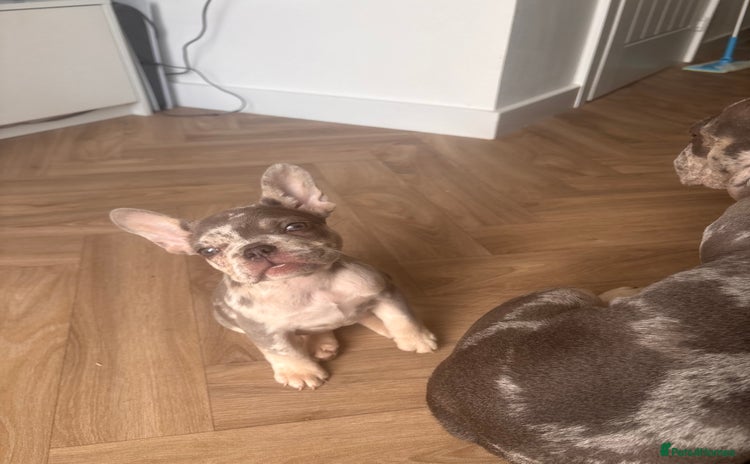 French Bulldog dogs - Advert 15