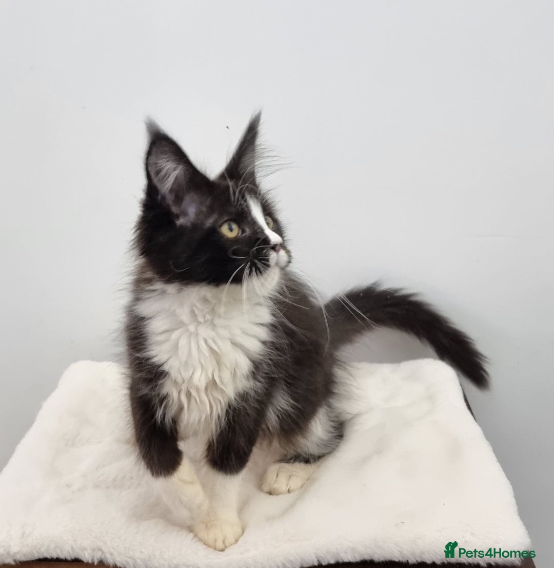Maine Coon cats for sale: Pedigree Maine Coon Kittens for sale  - Advert 22