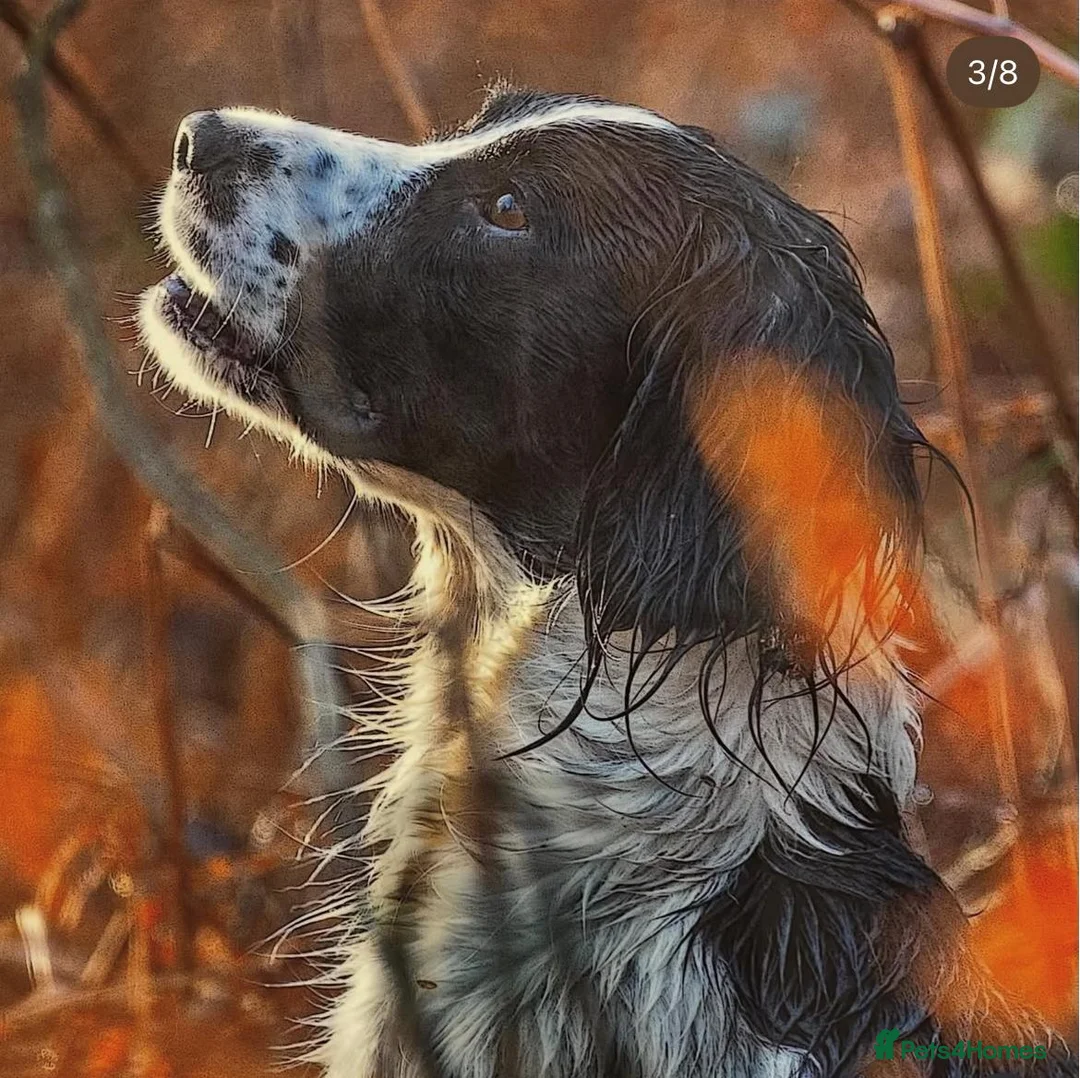 English Springer Spaniel dogs for sale: KC Registered springer spaniel puppies for sale  - Advert 15