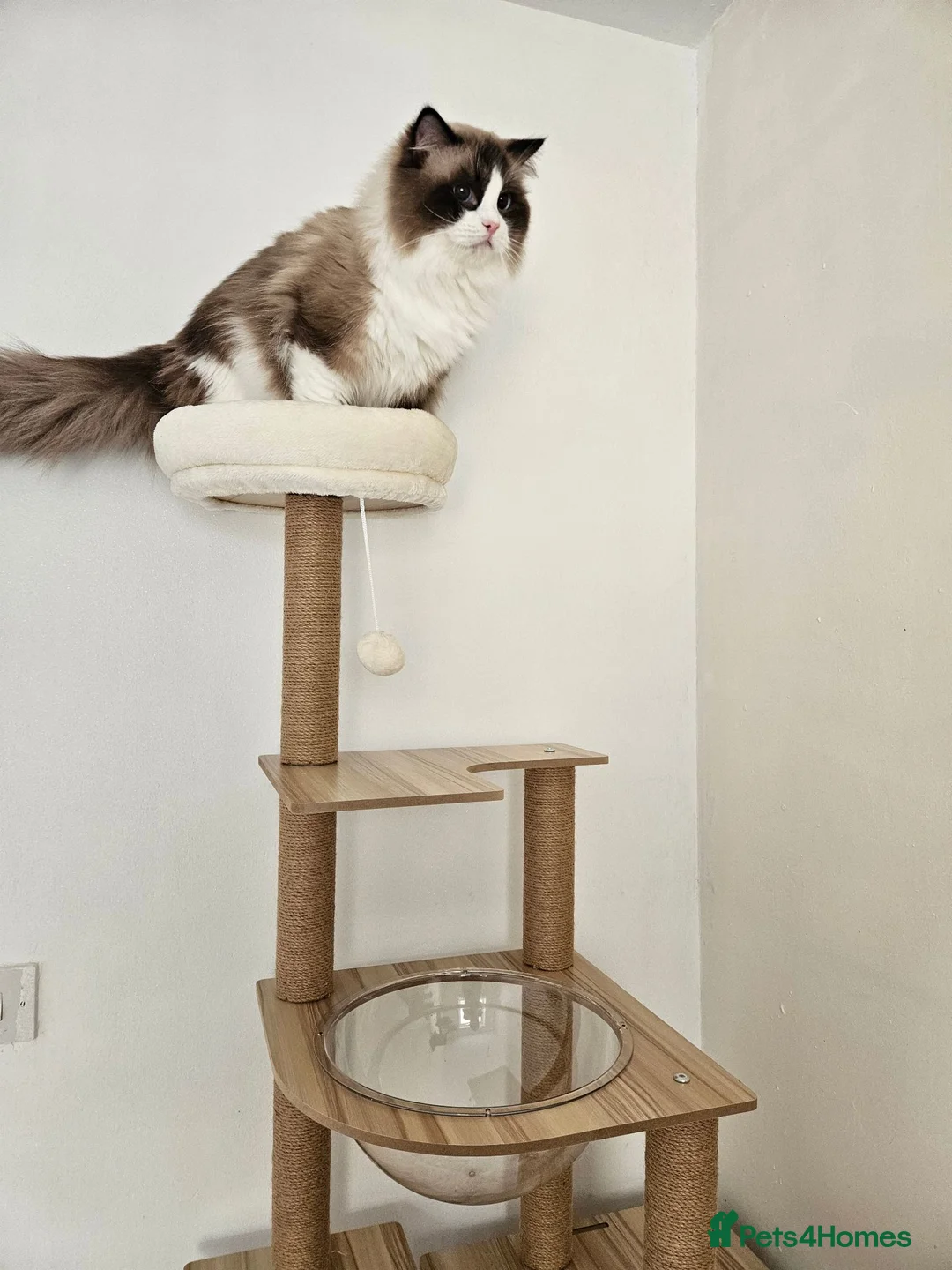 Ragdoll cats for sale: Active GCCF Championship Ragdoll Boy  - Advert 2