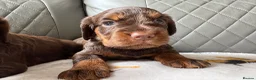 Cocker Spaniel dogs for sale: 🐶💫Traditional Working Cocker pups🐶💫 in Middlewich - Advert 9