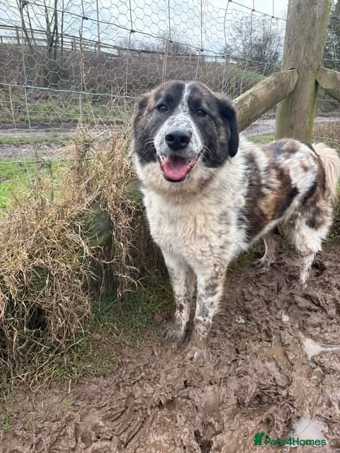 Mixed Breed dogs Meet Penny, currently residing in Cheshire - Advert 6