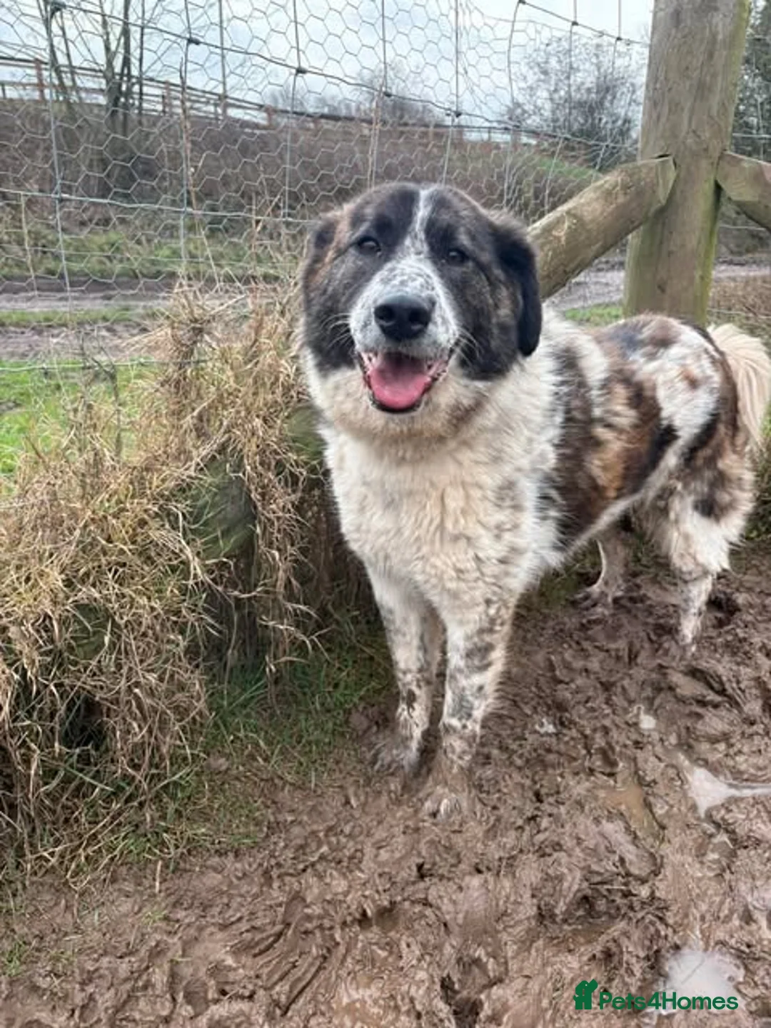 Mixed Breed dogs for adoption: Meet Penny, currently residing in Cheshire - Advert 1