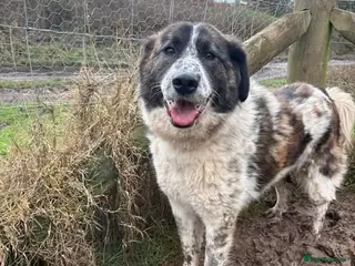 Mixed Breed dogs Meet Penny, currently residing in Cheshire - Advert 6