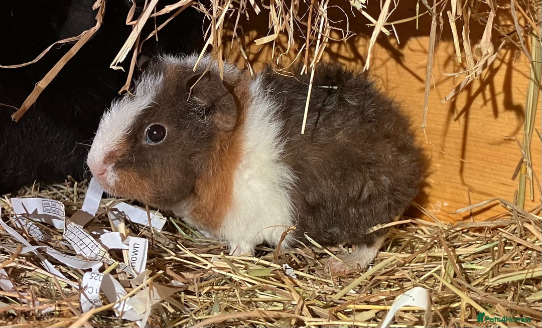 Guinea Pig rodents for sale: Trio of Teddy boys/boars/males - Image 7
