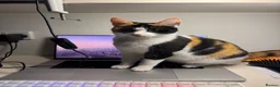 Mixed Breed cats for sale: 3 Kittens Looking for Their Forever Homes in Kenley - Advert 5