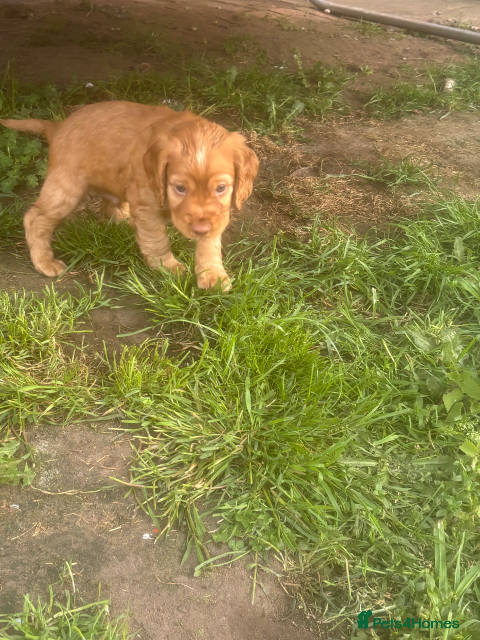 Cocker Spaniel dogs Beautiful KC Reg. Working Cocker Spaniels  - Advert 1