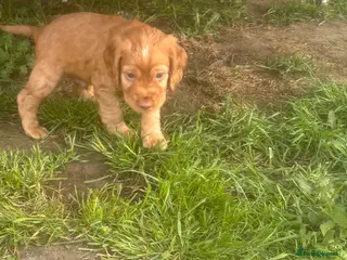 Cocker Spaniel dogs Beautiful KC Reg. Working Cocker Spaniels - Advert 1