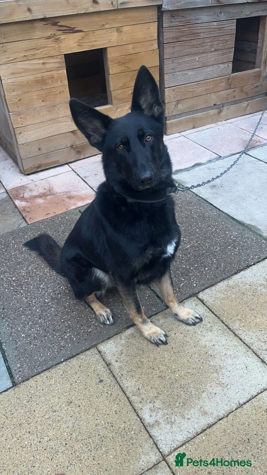 German Shepherd dogs for stud: German Shepherd for sale  in Castleford - Advert 2