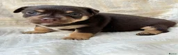 Mixed Breed dogs for sale: Stunning Jack Russell Pupps Merle, Chocolate & Red - Advert 10