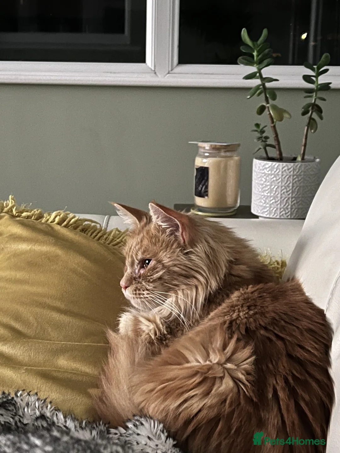 Maine Coon cats for sale: Active TICA RARE Ginger Female - Advert 11
