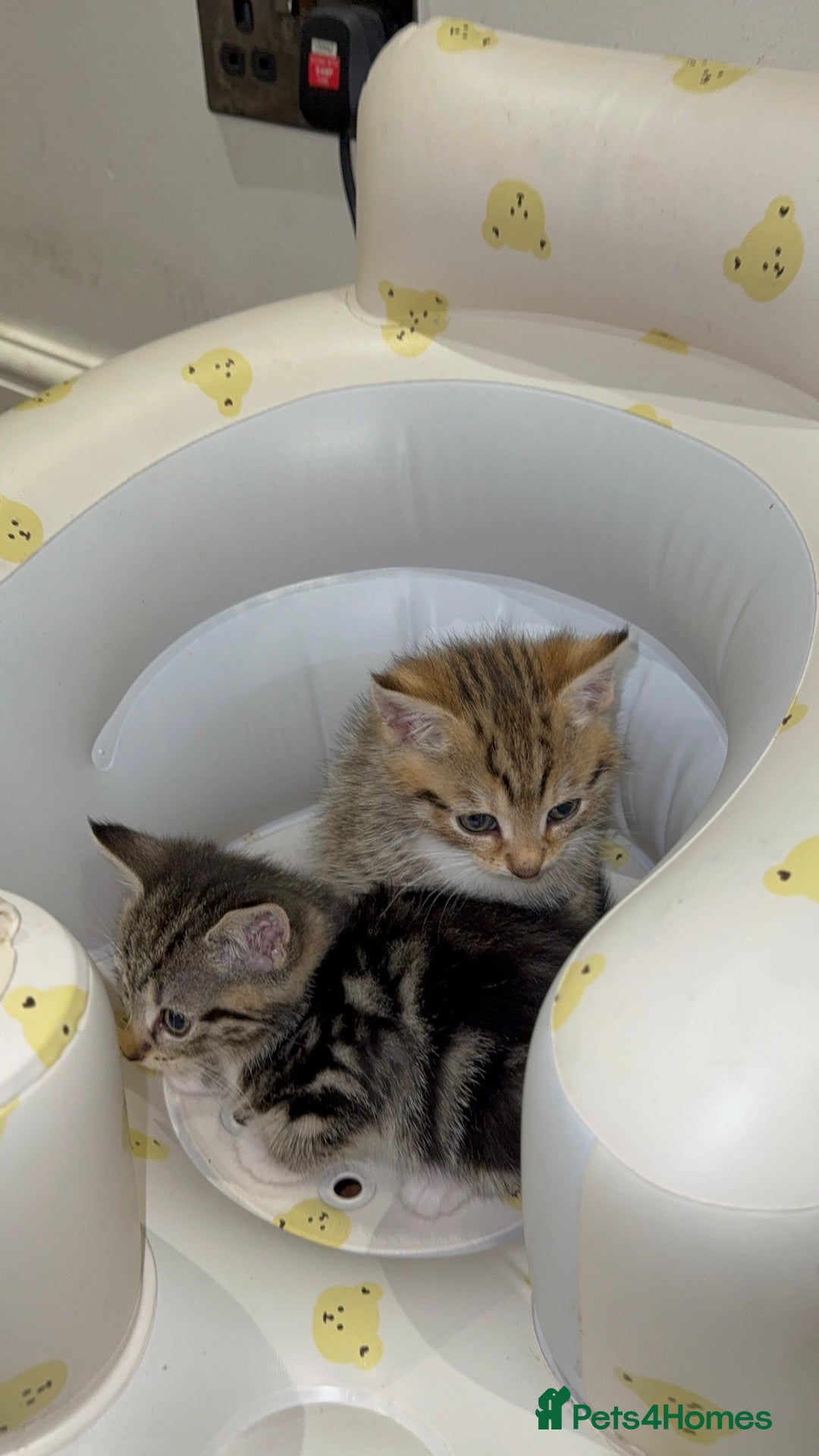 Mixed Breed cats for sale: British Blue Tabby X DSH Kittens For Sale - Image 20