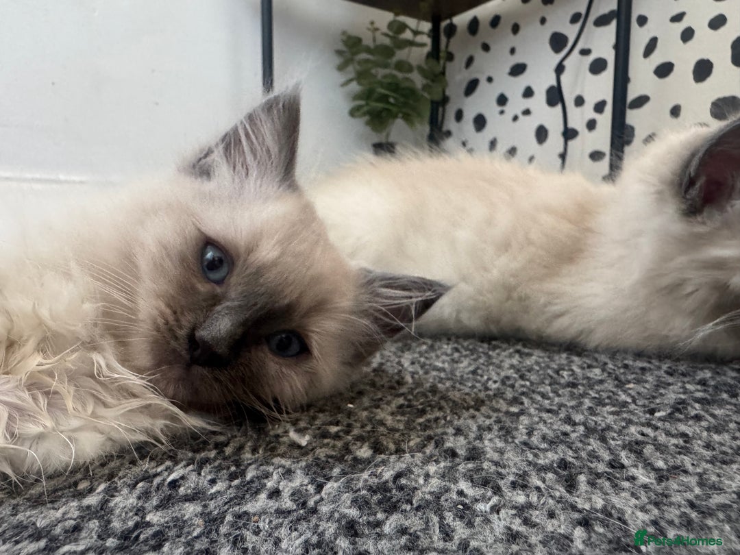 Ragdoll cats for sale: Ragdoll kittens blue mitted  - Image 12