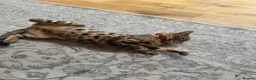 Bengal cats for sale: Male and female Bengal  - Advert 3