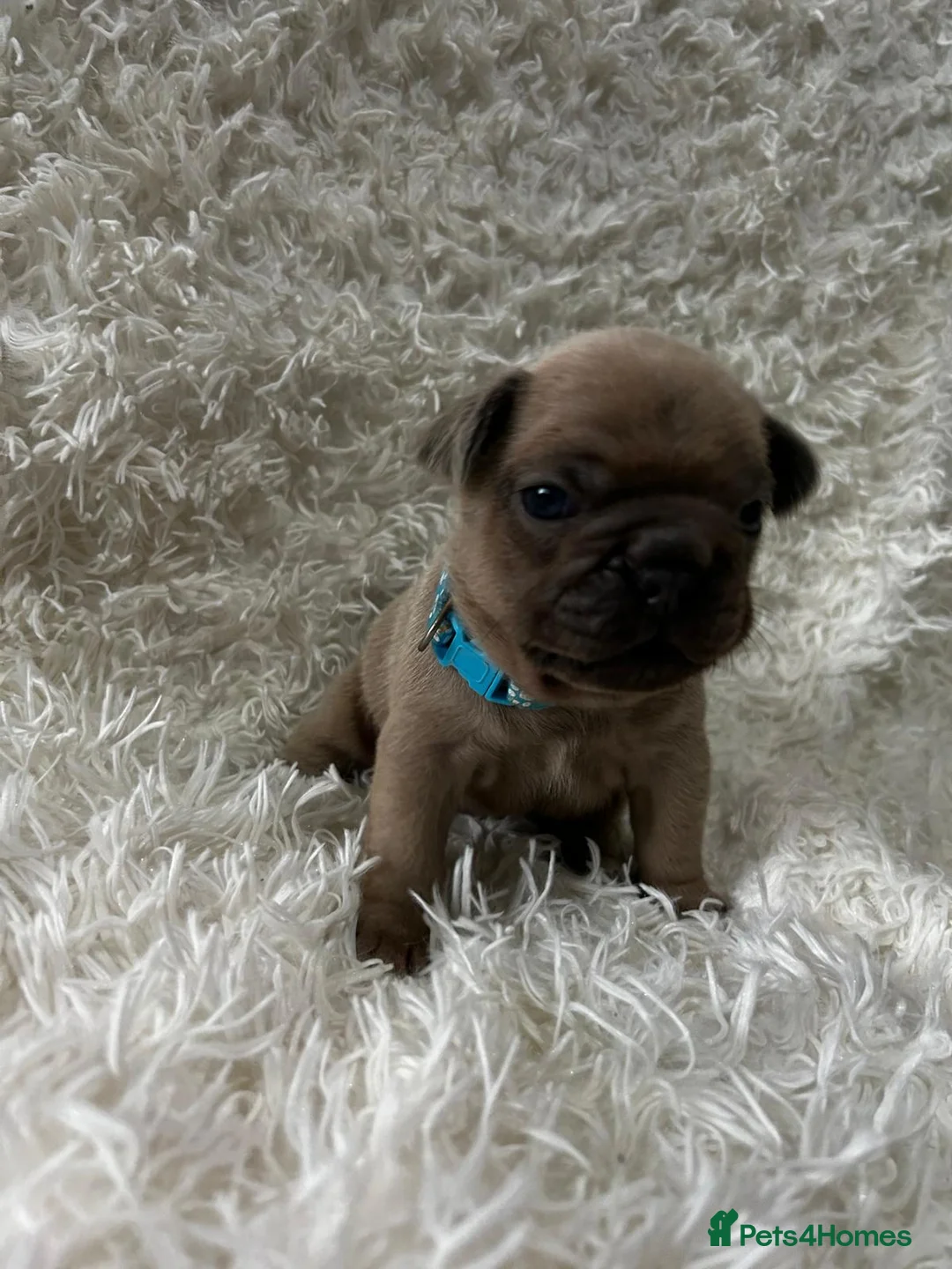 French Bulldog dogs for sale: French Bulldog puppies  - Advert 15