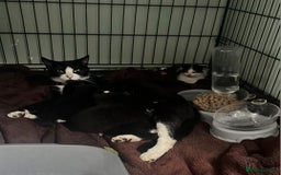 Domestic Shorthair cats for sale: 2 sisters left looking for a loving home - Advert 1