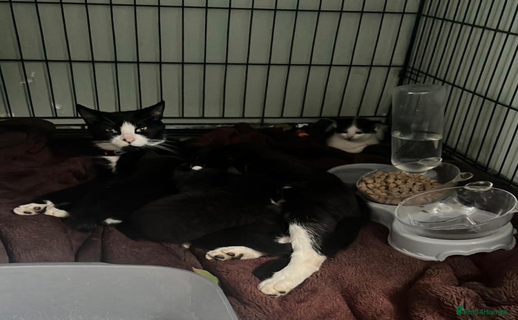 Domestic Shorthair cats 2 sisters left looking for a loving home - Advert 2