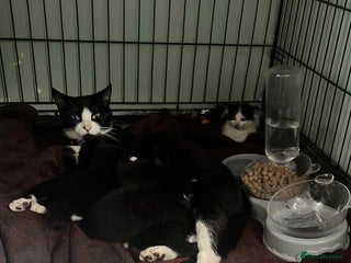 Domestic Shorthair cats 2 sisters left looking for a loving home - Advert 1