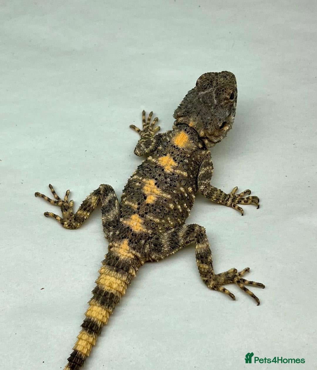 Lizard reptiles for sale: Painted Agamas - Image 1