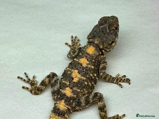 Lizard reptiles Painted Agamas - Advert 3