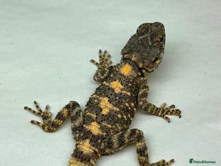 Lizard reptiles Painted Agamas - Advert 12
