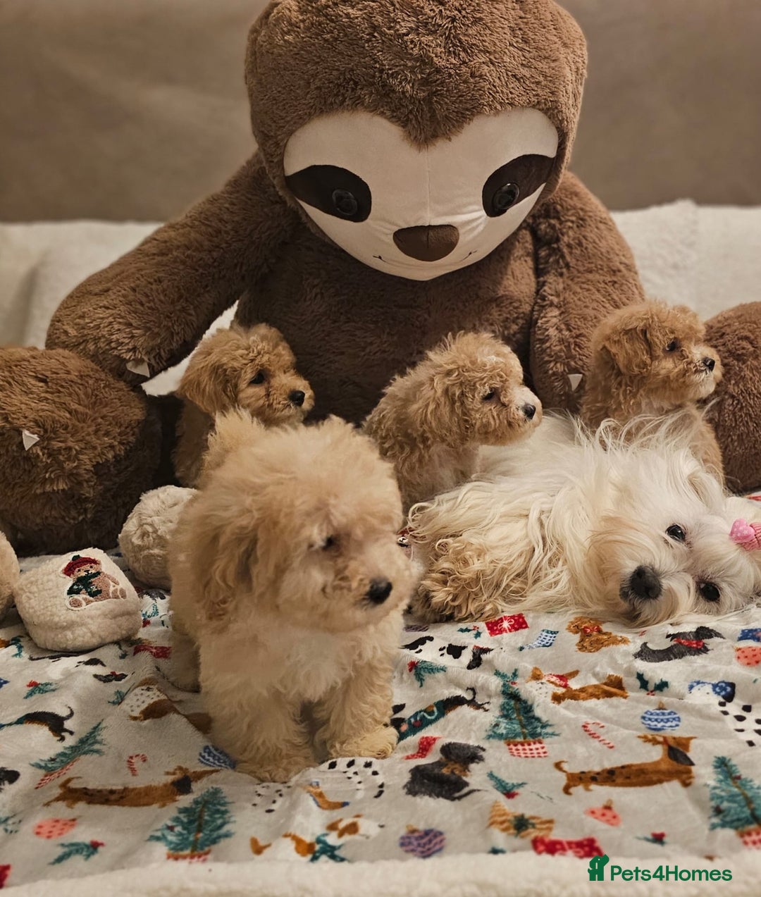Maltipoo dogs for sale: Amazing apricot color Maltipoo puppies! - Advert 5