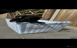 Cane Corso dogs for sale: cane corso puppy’s! - Image 9