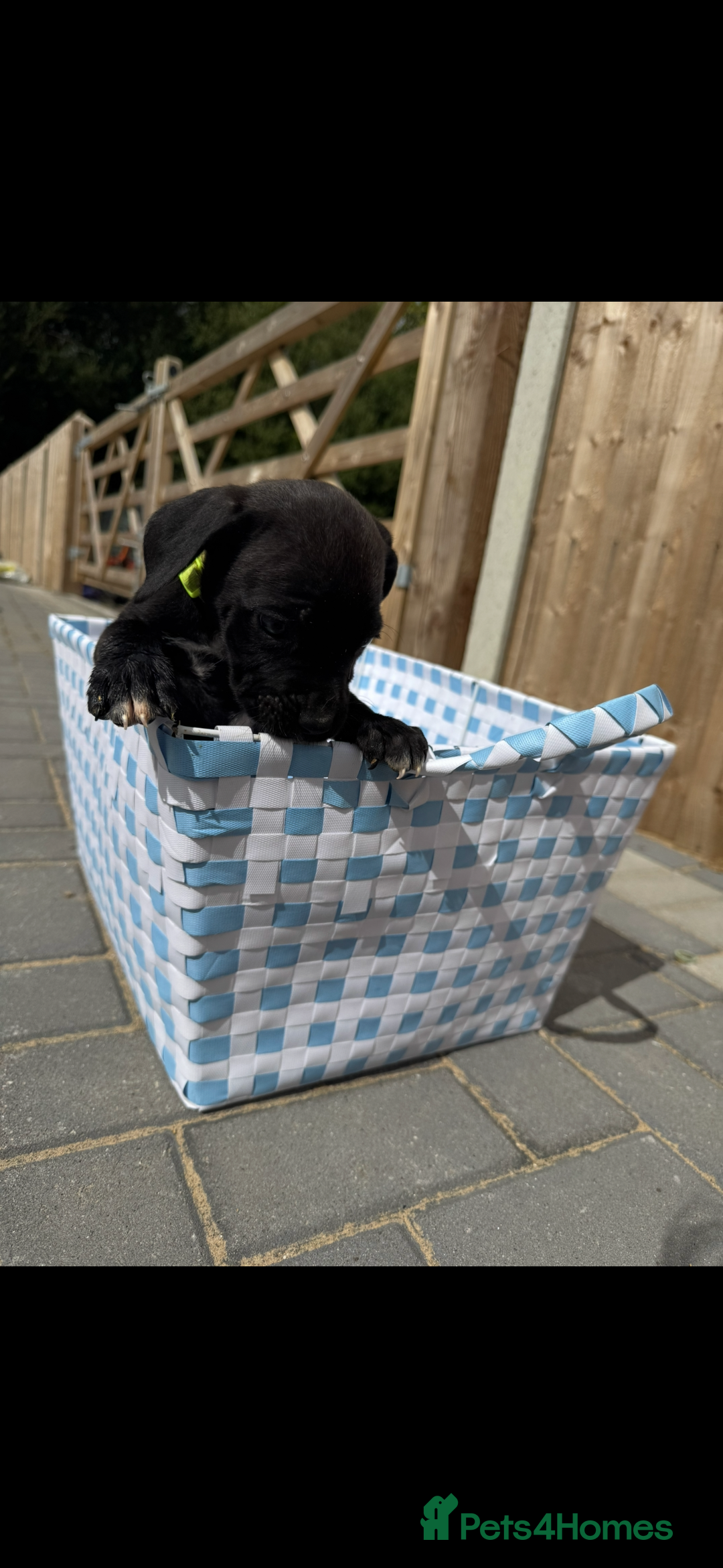 Cane Corso dogs for sale: cane corso puppy’s! - Image 9