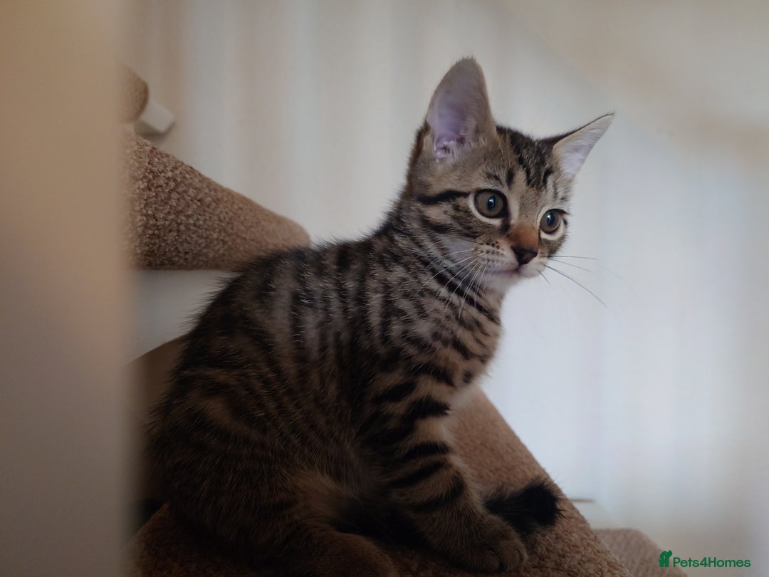 Mixed Breed cats for sale: 6 kittens of a Persian mum with Tuft ears. - Advert 9