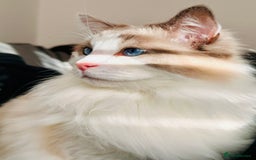 Ragdoll cats for sale: Coco and Willow Male Ragdolls - Advert 6