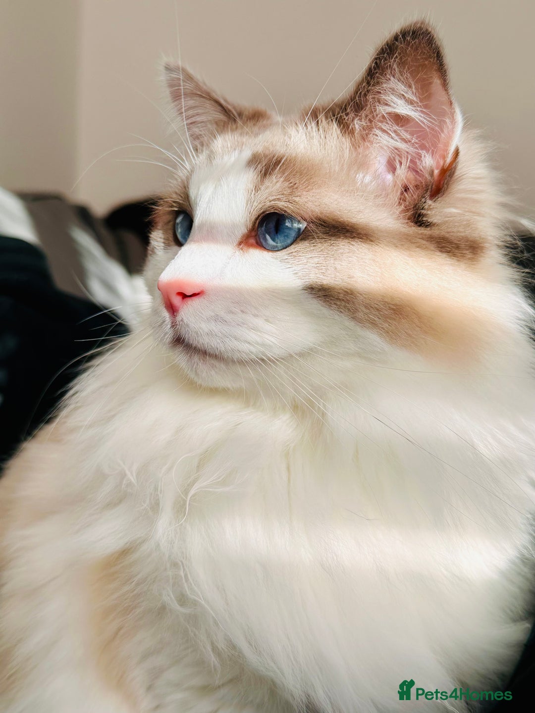 Ragdoll cats for sale: Coco and Willow Male Ragdolls - Advert 6