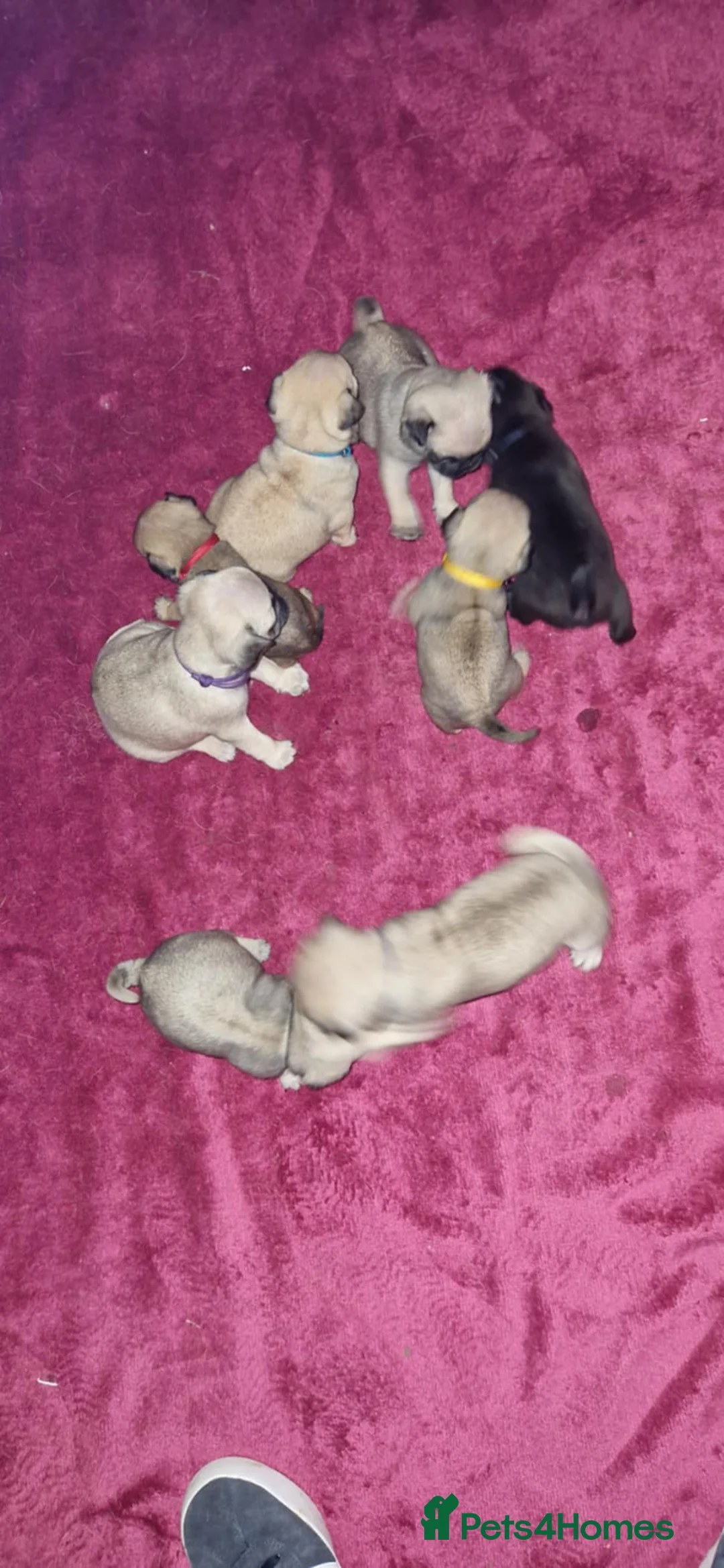 Pug dogs for sale: kc reg pug babies. - Advert 12