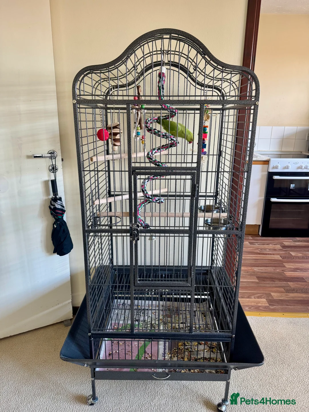 Ringnecks birds for sale: Indian ring neck FEMALE  - Advert 10