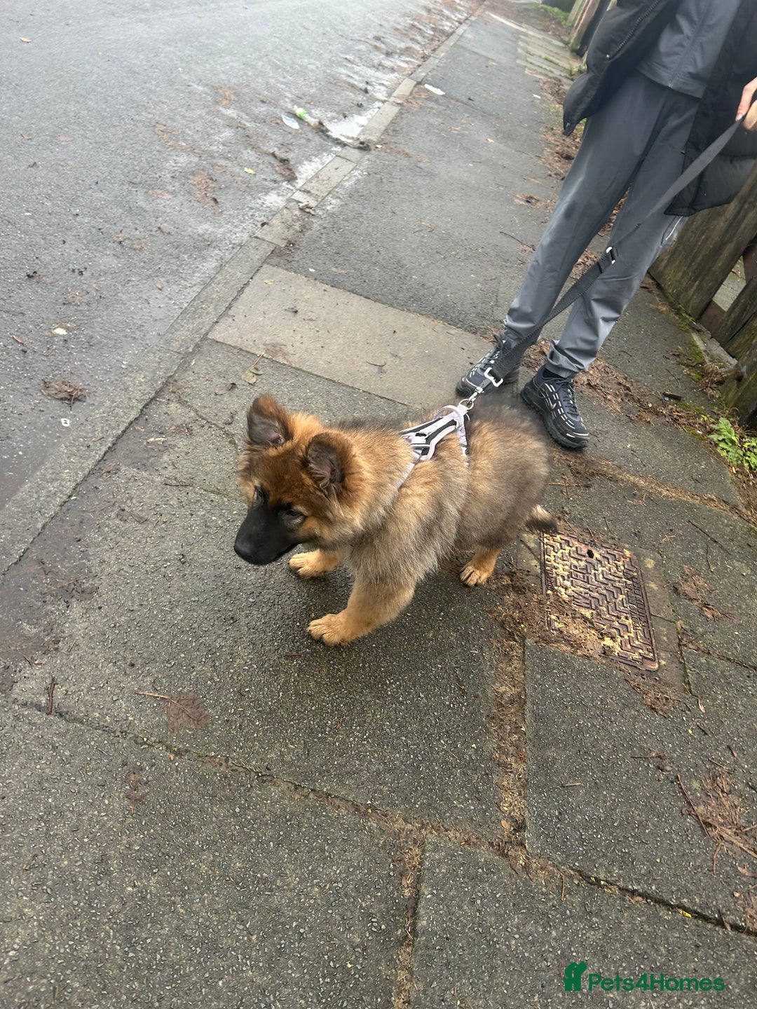 German Shepherd dogs for sale: Gsd puppy 14week - Advert 5