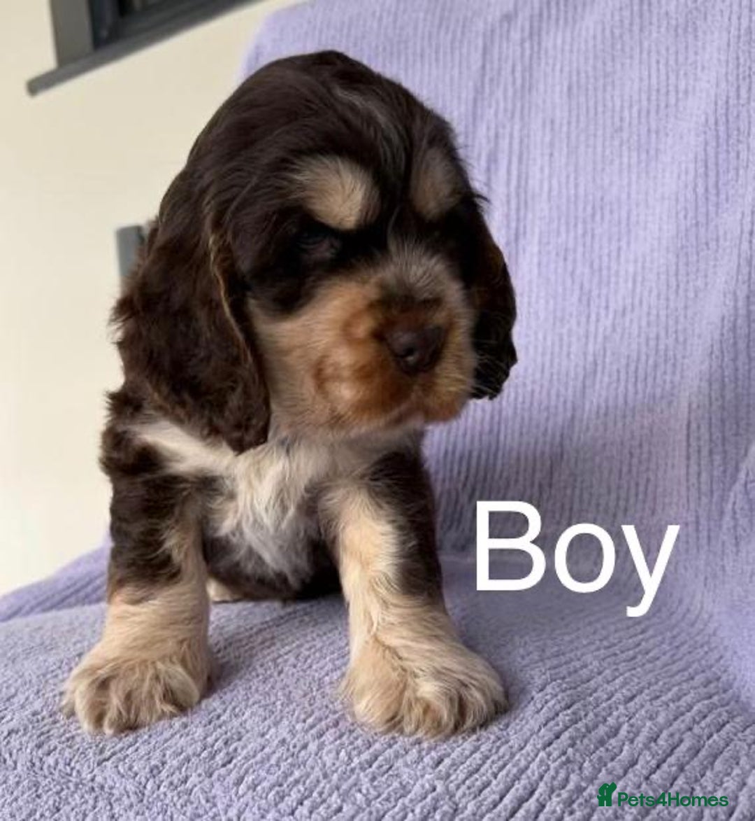 Cocker Spaniel dogs for sale: Show type Cocker spaniels - Image 2