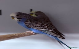 Budgerigars birds for sale: Beautiful baby budgies  - Image 6