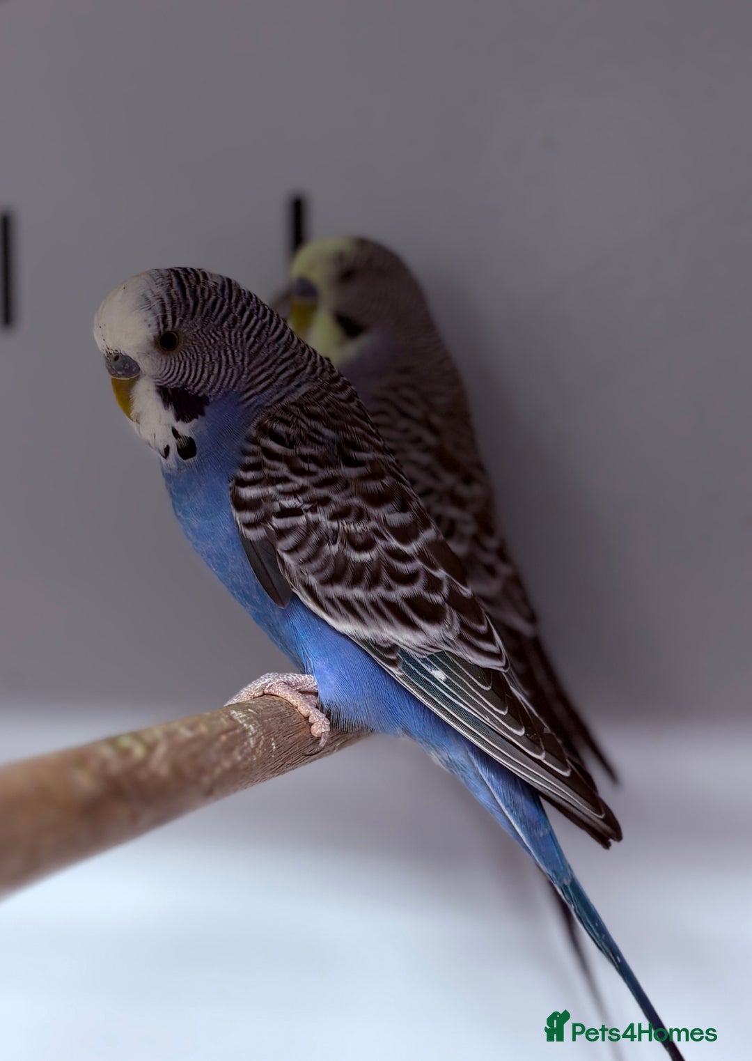 Budgerigars birds for sale: Beautiful baby budgies  - Image 6