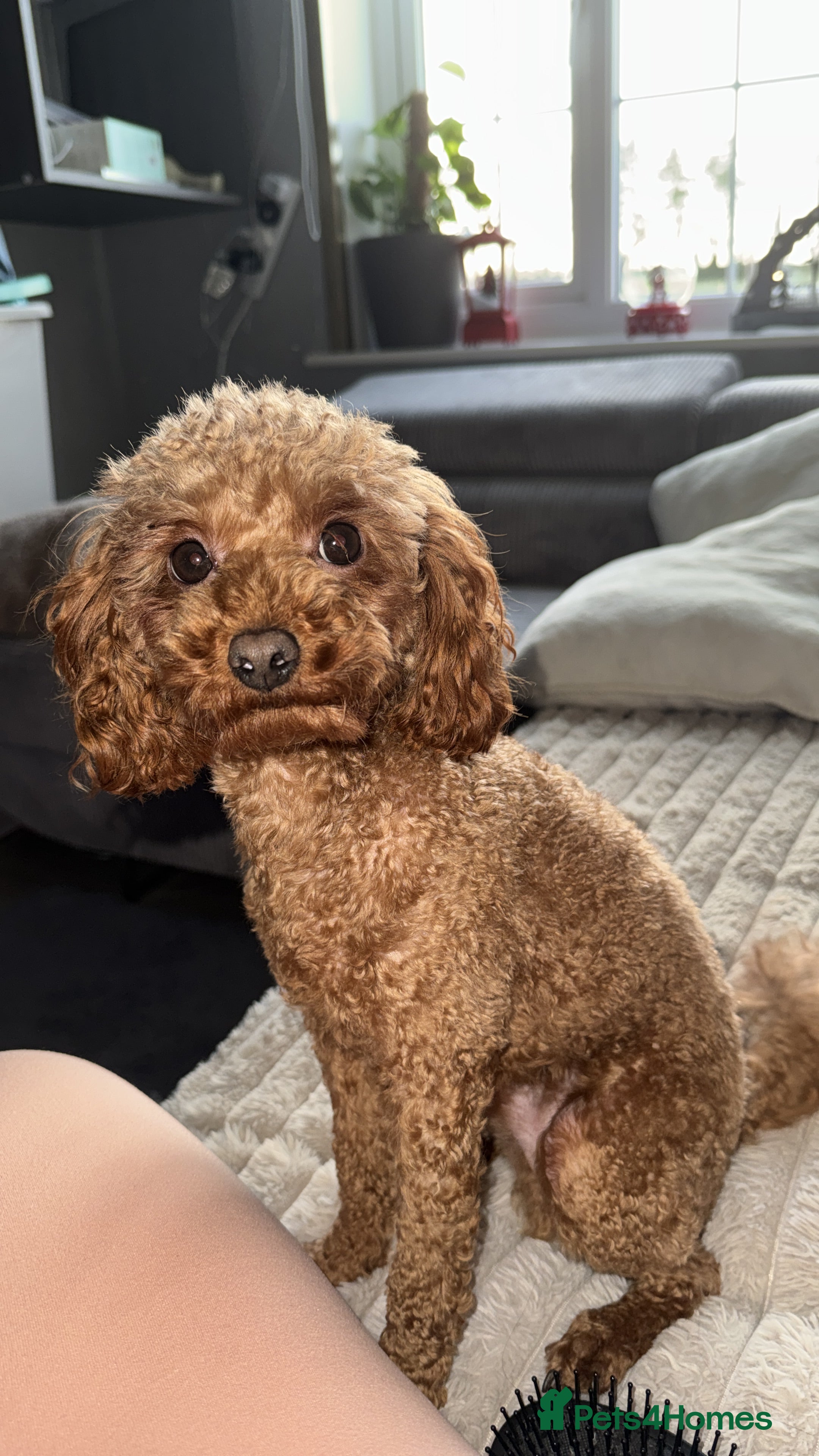 Toy Poodle dogs Vinnie the little king ❤️ - Advert 16