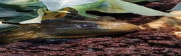 Frog reptiles for sale: 🐸 African Bullfrog + Complete Setup – £200 in Solihull - Advert 1