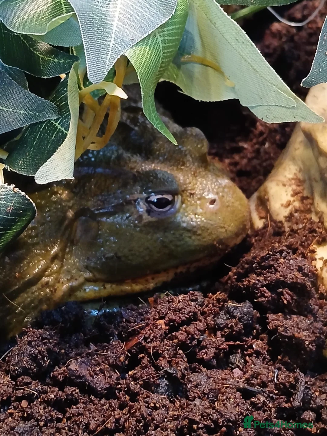 Frog reptiles for sale: 🐸 African Bullfrog + Complete Setup – £200 in Solihull - Advert 1
