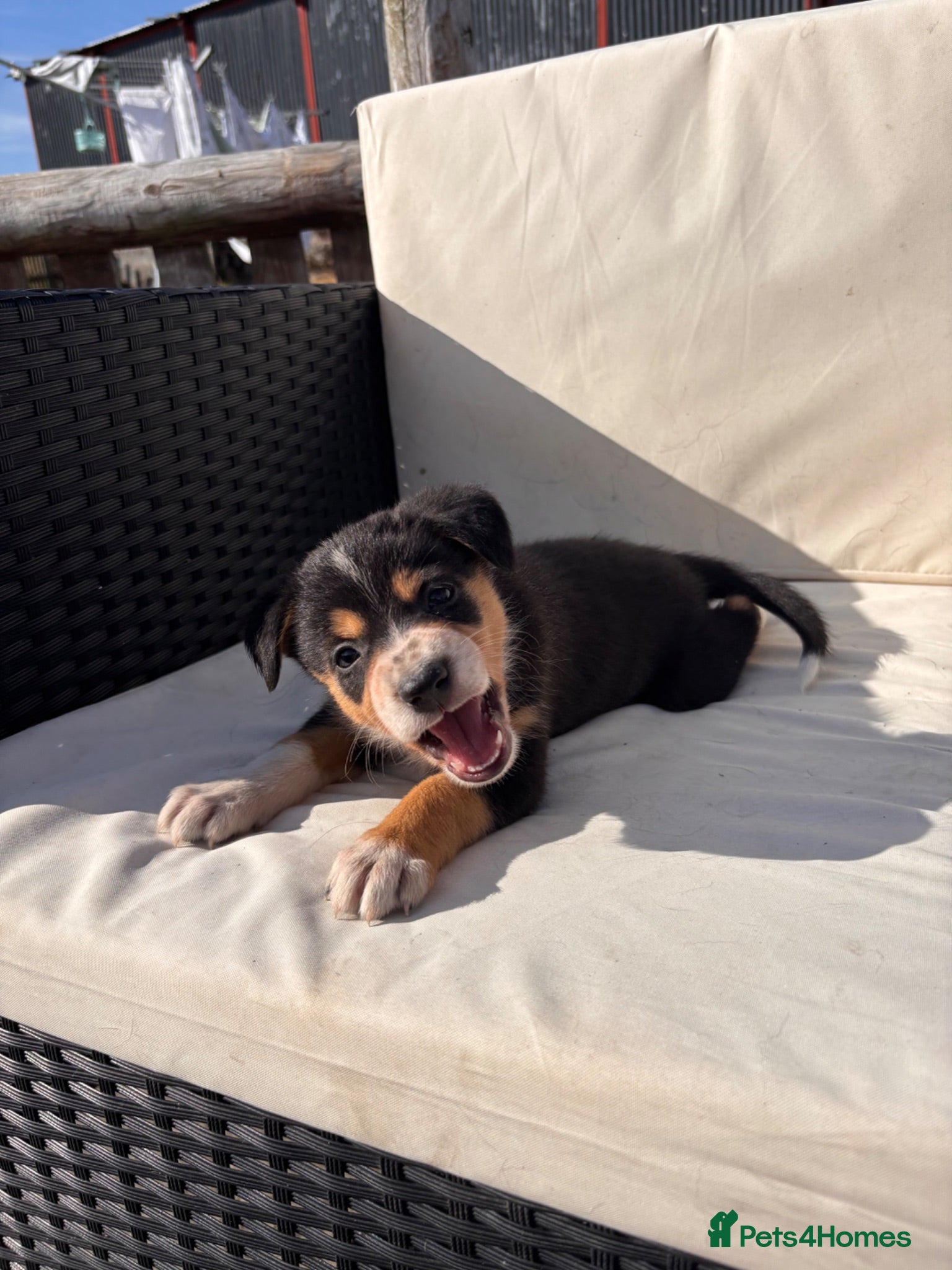Border Collie dogs 9 Border Collie Puppies For Sale - Advert 15