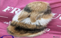 Netherland Dwarf rabbits for sale: Netherland dwarf Dutch  in Hemel Hempstead - Image 6
