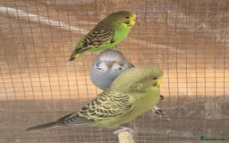 Budgerigars birds for sale: Budgies  - Image 21