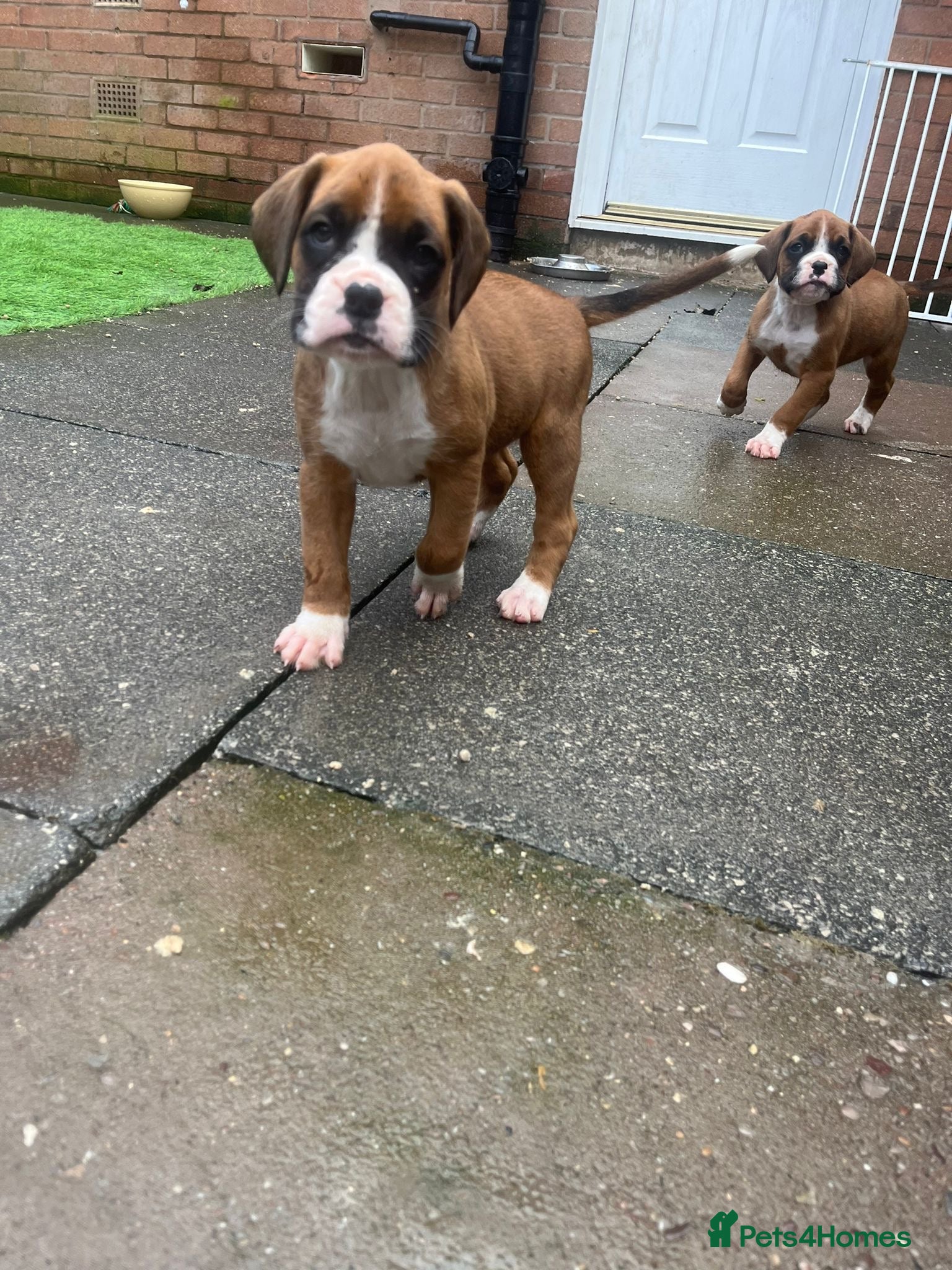 Boxer dogs Stunning boxer puppies for sale - Advert 2