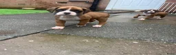 Boxer dogs for sale: Stunning boxer puppies for sale - Advert 5