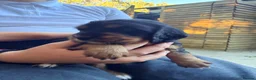Cocker Spaniel dogs for sale: Cocker spaniel pups in Fordingbridge - Advert 10