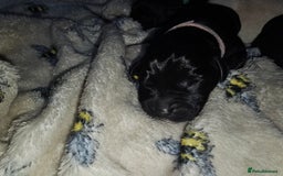 Labrador Retriever dogs for sale: KC reg Labrador puppies – Black and Yellow  - Image 9